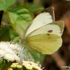 Nepalese Large Cabbage White
