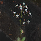 Michaux's Saxifrage