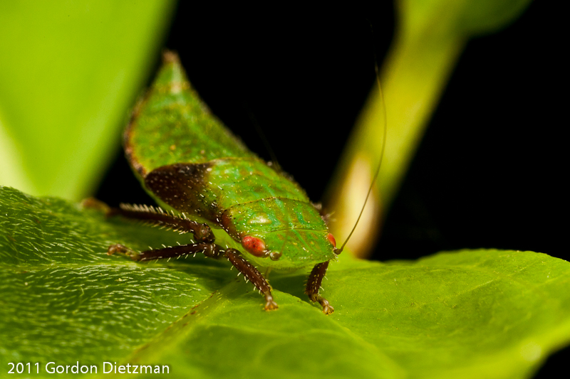 Leafhopper (Gyponana nymph)