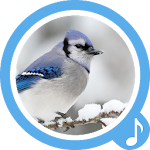 Cover Image of ดาวน์โหลด Bird Sounds Ringtones 1.1.2 APK