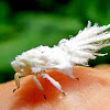 Wooly Afid (Angelflies)