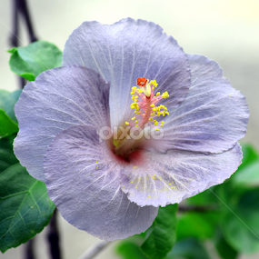 Violet Hibiscus by Timothy Carney - Flowers Single Flower