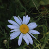 White Aster