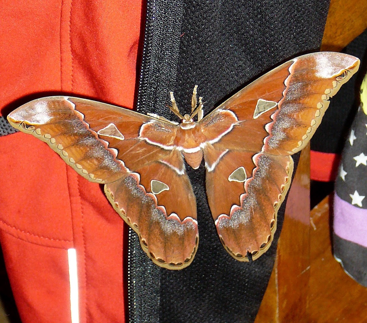 Atlas Moth (Cano Negro, Costa Rica)