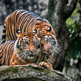 Just You & I by Aditya Permana - Animals Lions, Tigers & Big Cats