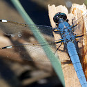 Spangled Skimmer dragonfly (male)