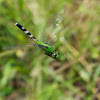 Eastern Pondhawk dragonflies (females, in flight)