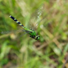 Eastern Pondhawk dragonflies (females, in flight)
