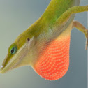 Green anole