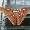 Lorquin's Atlas Moth