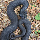 Eastern Hognose Snake (black phase)