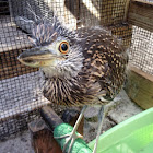 Yellow-crowned Night-Heron