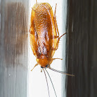 Wood roach (male)