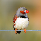 Zebra Finch