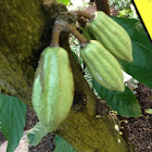 Cocoa tree