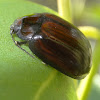 Shiny brown leaf beetle