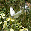 Small Cabbage White