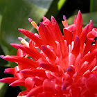 Red Torch Bromeliad