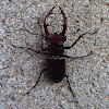 Giant stag beetle (male)