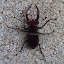 Giant stag beetle (male)