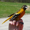 Baltimore Oriole