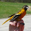 Baltimore Oriole