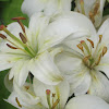  White Asiatic Lilies