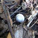 Snail shell on trail