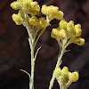 Armenian Helichrysum