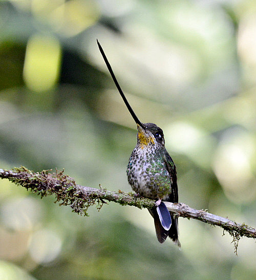 sword billed hummingbird