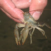 Crayfish, Crawfish, or Crawdad