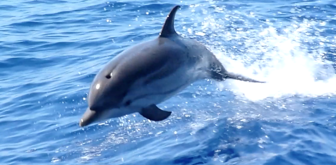 Delfín Listado