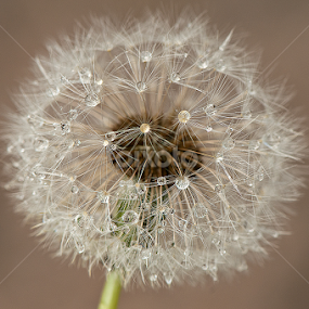 Dandelion by Arnaldo Ronca - Nature Up Close Other plants