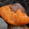 Orange Bracket Fungus