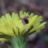 Little beetle