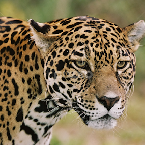 Jaguar portrait  by Paul Wyman - Animals Lions, Tigers & Big Cats
