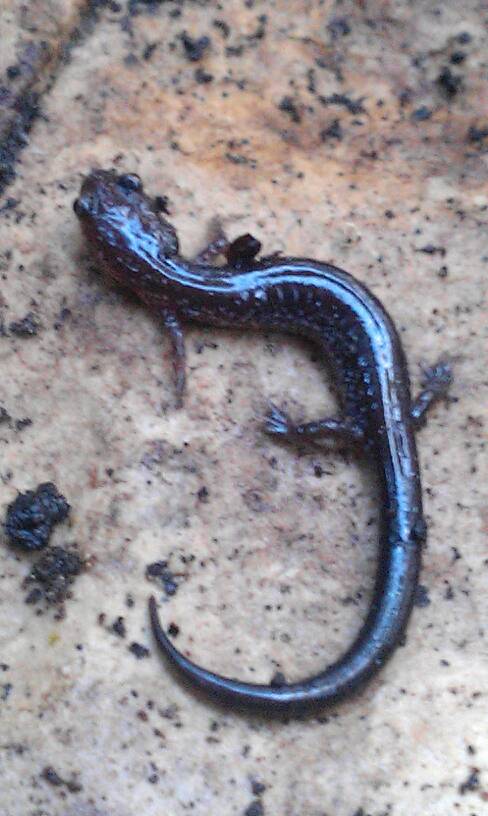 Redback Salamander (leadback phase)