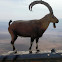 Nubian Ibex