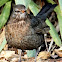 Common blackbird, female