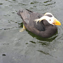 Tufted puffin