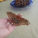  Polyphemus Moth