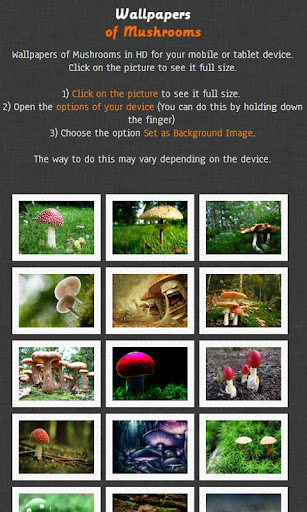 Mushroom HD Wallpapers