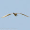 Little Egret; Garceta Común