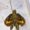 Lesser Dart Butterfly