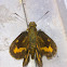 Lesser Dart Butterfly