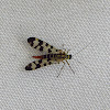 Scorpionfly (female)