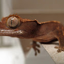 Crested Gecko (Red Harlequin)
