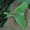Luna Moth Female