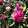 Rhododendron: Fuchsia