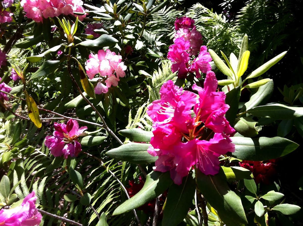 Rhododendron: Fuchsia